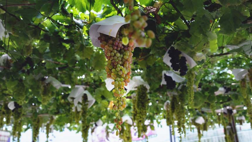o-“terroir-tech”-dos-delicados-e-raros-vinhos-japoneses